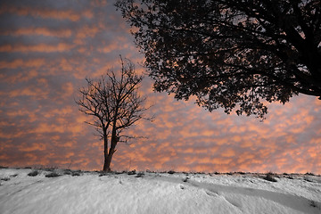 Image showing lonely tree