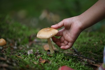 Image showing MUSHROOM