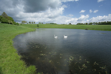 Image showing Swan