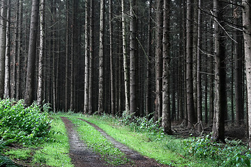 Image showing trees and forest