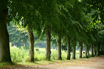 Image showing Tree