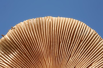 Image showing MUSHROOM