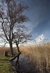 Image showing lake forest