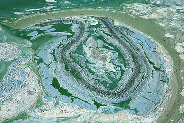 Image showing Blue-green algae