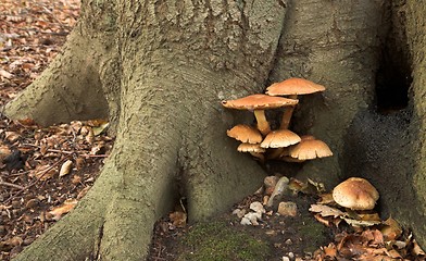 Image showing MUSHROOM