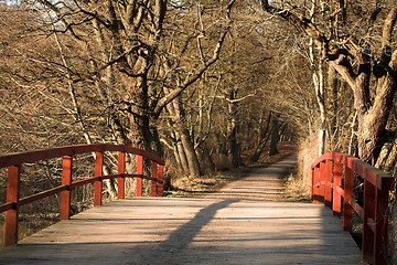 Image showing trees and forest