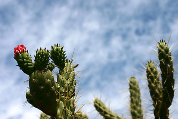 Image showing Plants and flowers from corsica