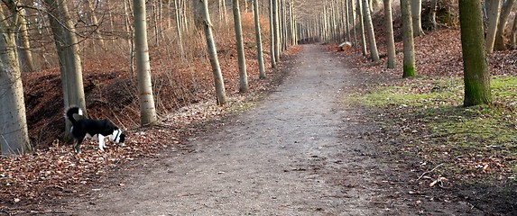 Image showing alley