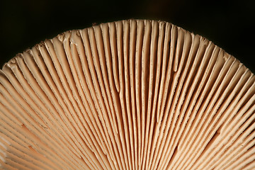 Image showing MUSHROOM