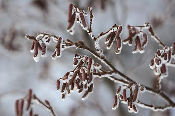 Image showing snowy winter