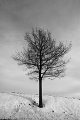 Image showing lonely tree