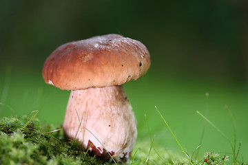 Image showing mushrooms