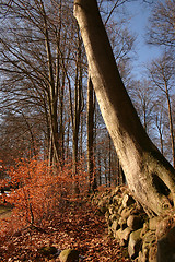 Image showing forest