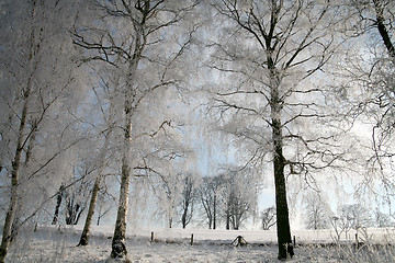 Image showing winter in denmark