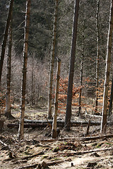 Image showing trees and forest