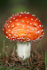 Image showing amanita muscaria