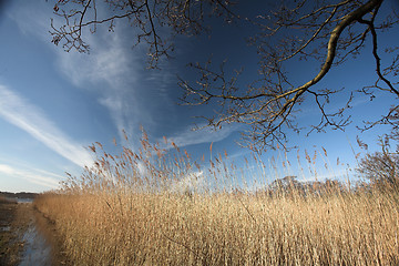 Image showing lake forest