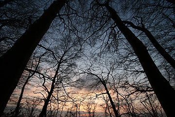 Image showing trees and forest