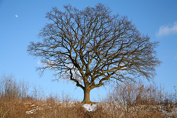 Image showing lonely tree