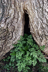 Image showing trees and forest