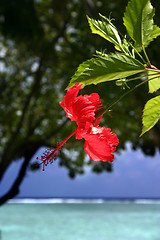 Image showing maldives islands