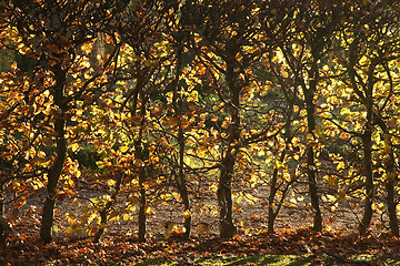 Image showing autumn leaves