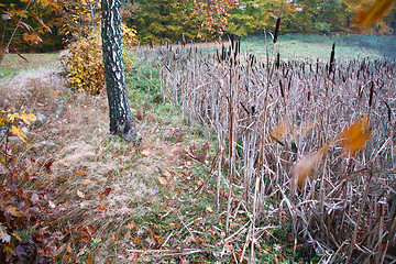 Image showing Trees and forest in Denmark