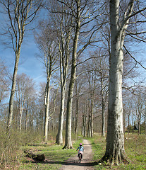 Image showing spring forest