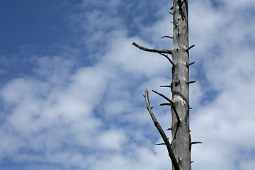 Image showing branches in the sky