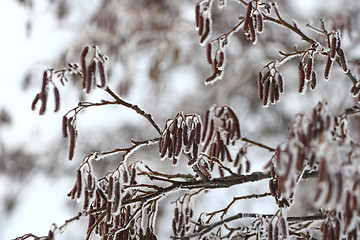 Image showing snowy winter