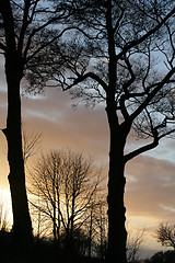 Image showing Silhouette of tree at sunset