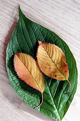 Image showing autumn leaves