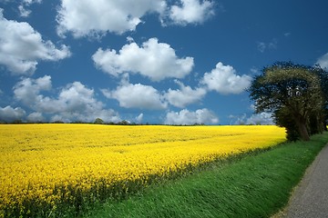 Image showing danish landscape01