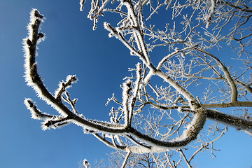 Image showing snowy winter