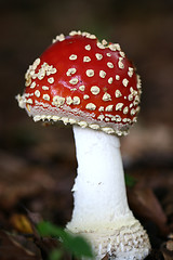 Image showing amanita muscaria