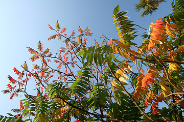 Image showing autumn