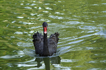 Image showing Black swan