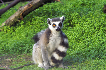 Image showing Lemur