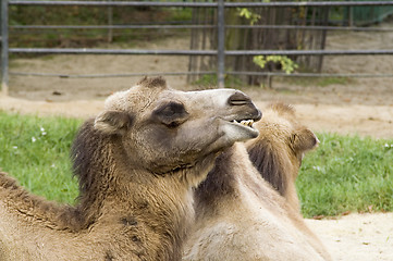 Image showing Camel