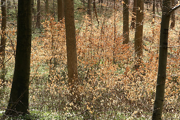 Image showing trees and forest