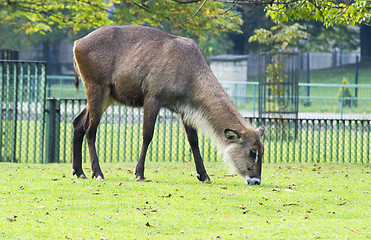 Image showing Antelope