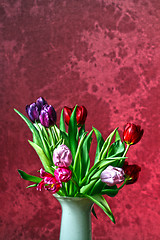 Image showing Tulip