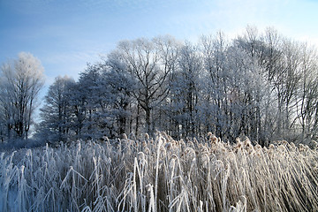 Image showing winter in denmark