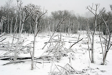 Image showing nature landscape