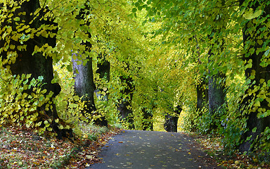 Image showing Trees and forest in Denmark