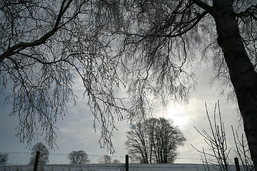 Image showing winter trees