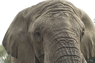 Image showing Elephant