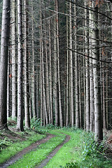 Image showing trees and forest