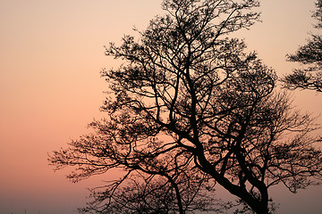 Image showing branches morning