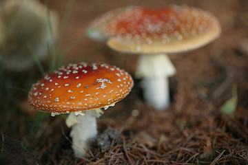 Image showing amanita muscaria